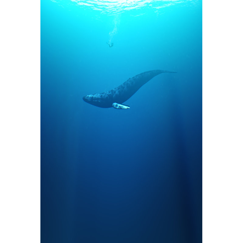 Jonas et la baleine par Photographe3431, H 12 po x l 8 po