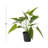 16.55 " H Faux Plant in Plastic Pot