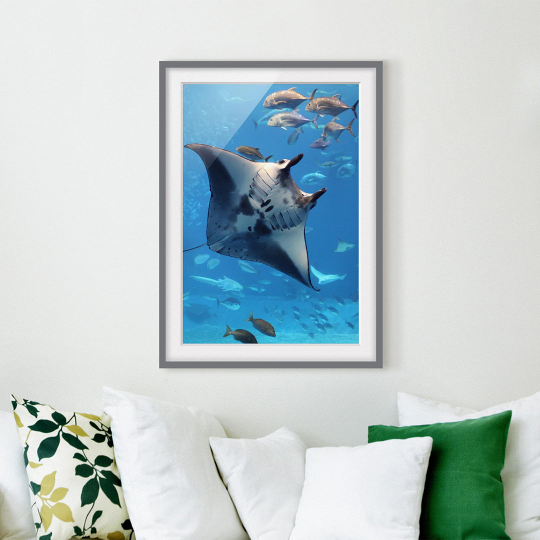 Gerahmtes Papierbild Mantarochen