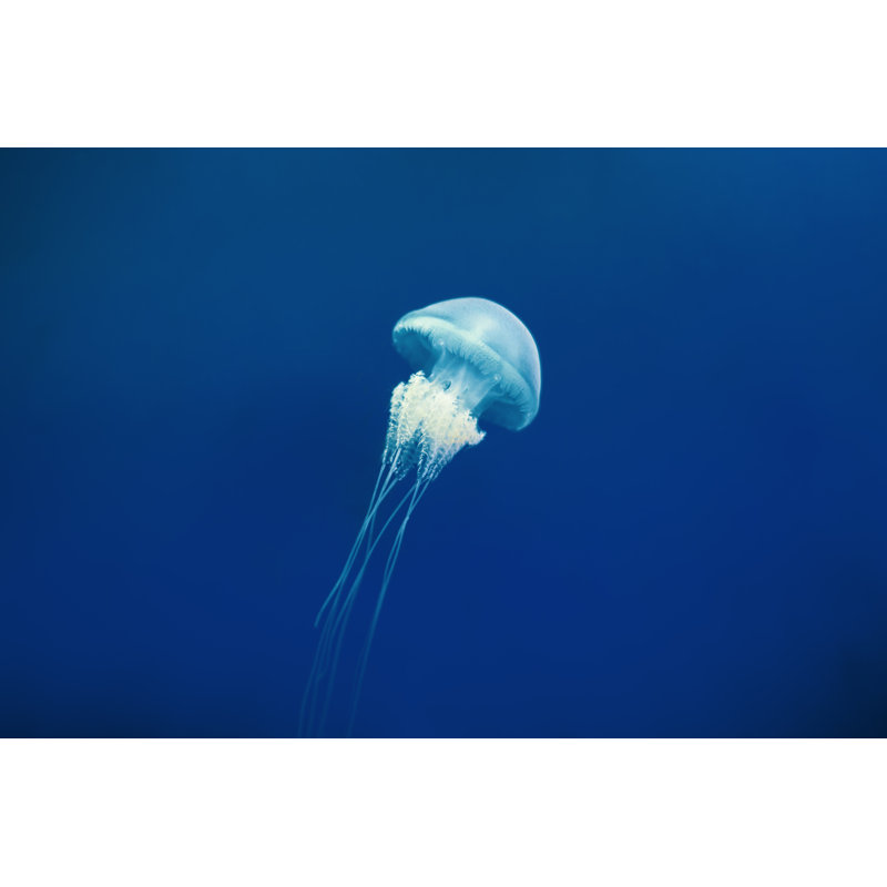 Jellyfish Floating In Water by Niuniu - Wrapped Canvas Print, 81cm H x 122cm W x 3.8cm D