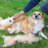 APF Series Self Cleaning Slicker Brush For Dogs And Cats, Rabbits, Pet Grooming Hair Brush With Pins, Reduce Shedding, Mats And Tangles