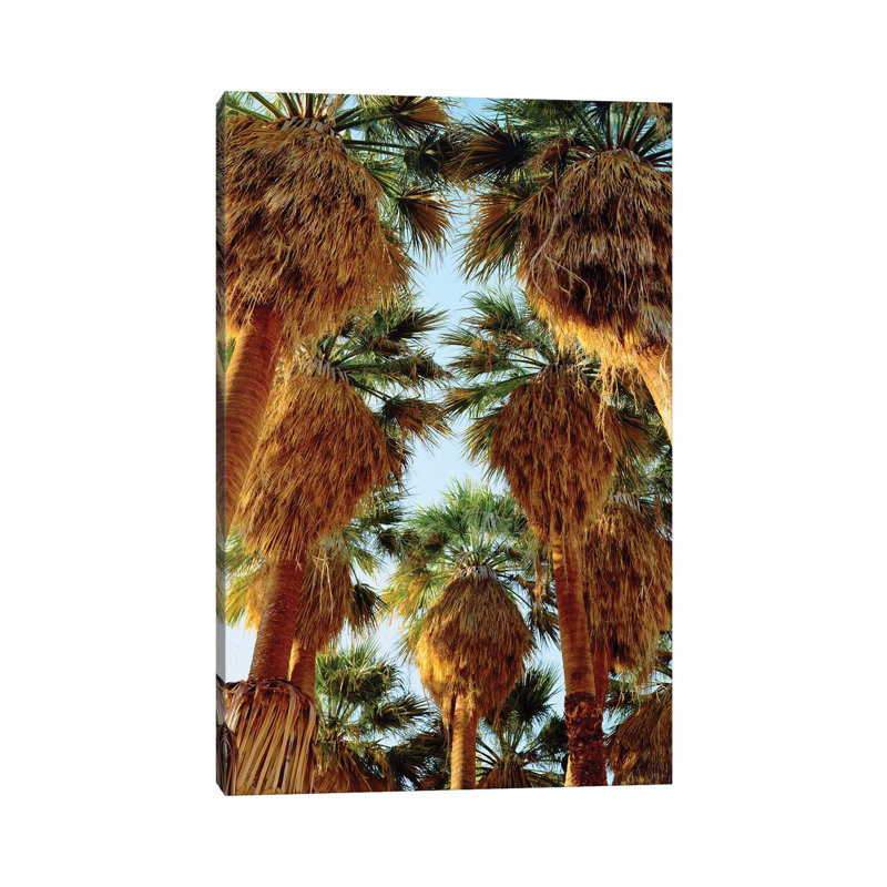 USA, California, Anza-Borrego Desert State Park. Native Fan Palm Trees by Jaynes Gallery - Wrapped Canvas Print