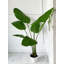 55" Paradise Palm Tree