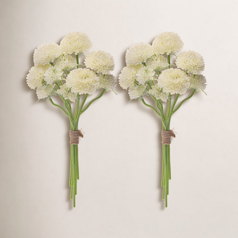 Ensemble de 14 po Scabiosa, Crème