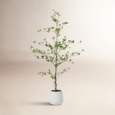 George Olive Tree in Pot