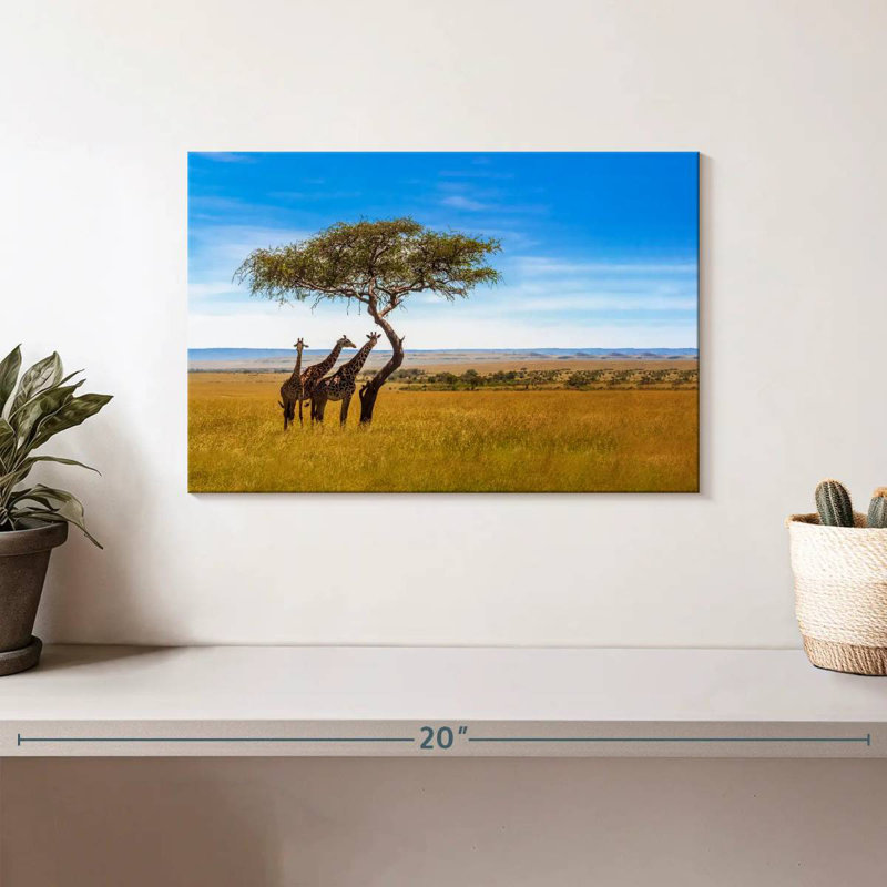 Brampt, savane, girafes d'Afrique