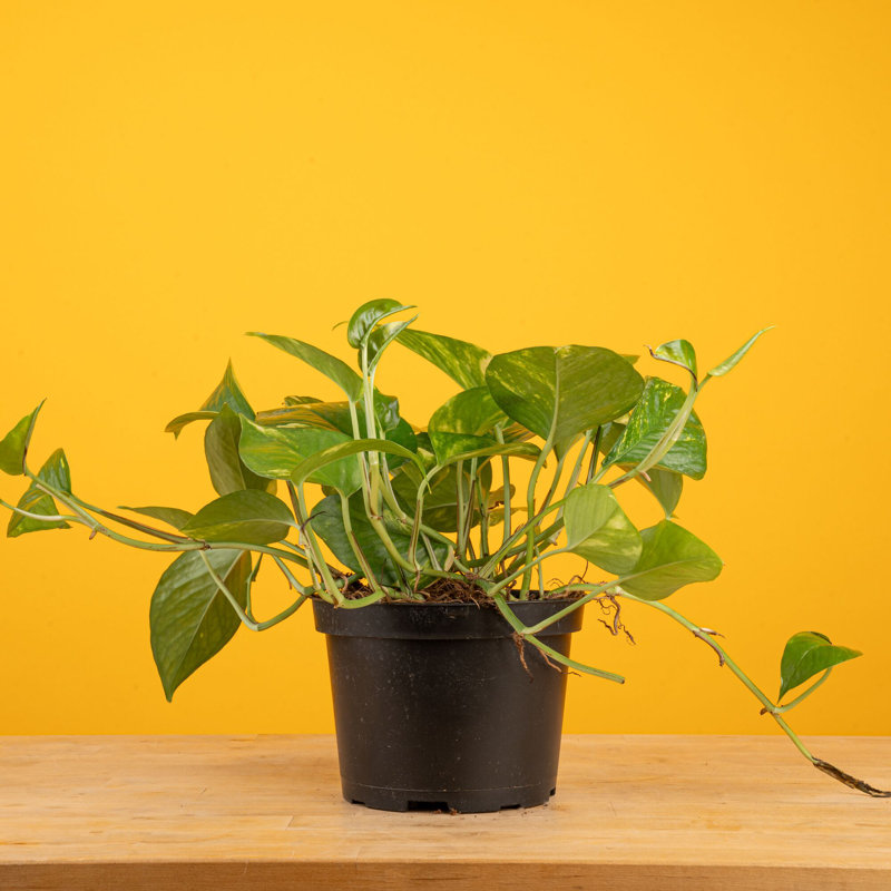 Devil's Ivy Pothos in Nursery Pot