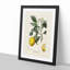 Illustration of a Lemon Tree - Framed Print-55641469-55641470