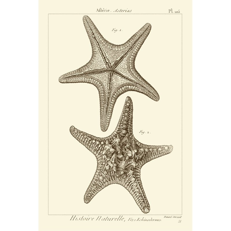 'Striking Starfish II' - Graphic Art Print, 122cm H x 81cm W, Black Floater Framed
