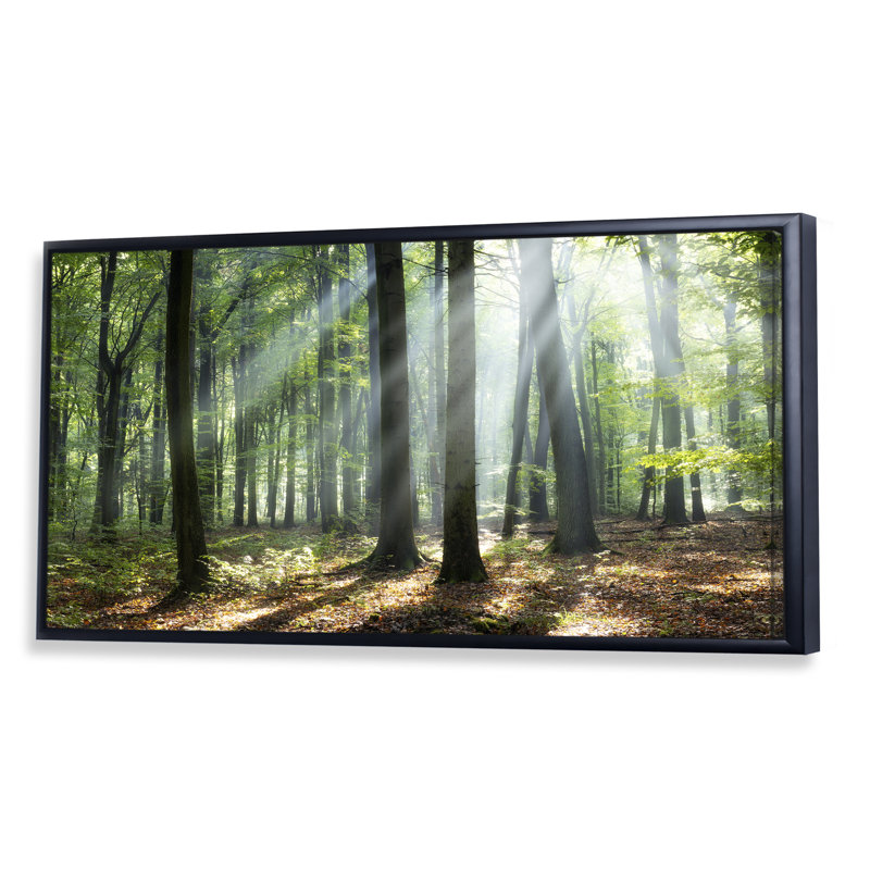 «Sunny Morning Magic Forest», photographie sur toile, Cadre noir, H 28 po x l 60 po x P 1,5 po