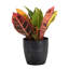 Live Petra Croton Plant in Classic Pot-49662112