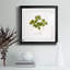 «Pressed Clover I», reproduction encadrée de qualité supérieure - prête à être accrochée-960426219-960426217
