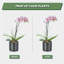Paquet de 12 piquets de soutien pour plantes de 17 pouces, 4 tiges de soutien de jardin à tige simple de 4 mm d'épaisseur Amaryllis, 420 boucles de plantes, 12 inserts d'étiquettes, 20 attaches de câble