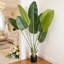60 plantes