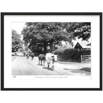 Dunsfold, Cows In The Village C1955 by Francis Frith - Single Picture Frame Print