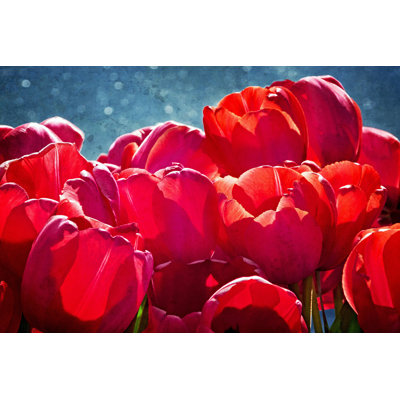 Fuchsia Tulips II by Rachel Perry - Wrapped Canvas Print