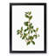 Italian Buckthorn Tree by Pierre-Joseph Redoute - Framed Print-55576038-55576037
