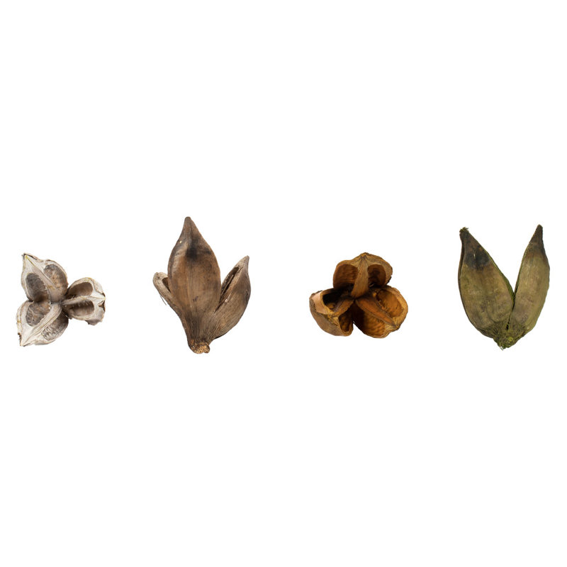 Ensemble de 25 plantes à feuillage préservé