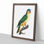 Black-Lored Parrot by F. Levaillant - Picture Frame Art Print-55512502-55512498