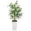 Ficus benjamin artificiel 4 pi Evergreen-1483755943