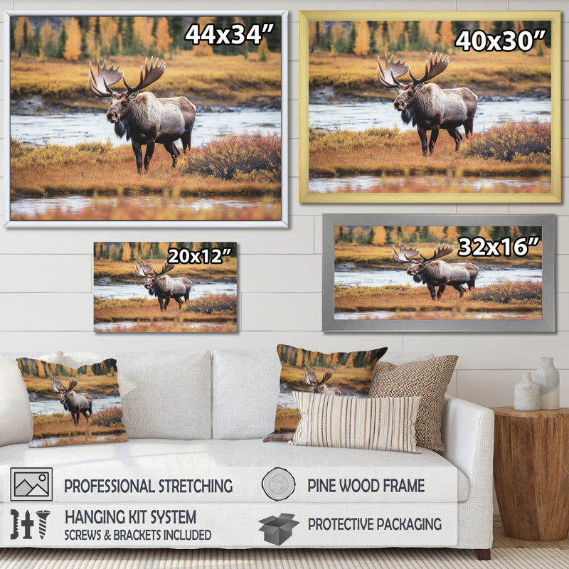 Orignal en Alaska, paysage I - animaux, impressions sur toile, Encadrement doré, H 30 po x l 40 po x P 1,5 po