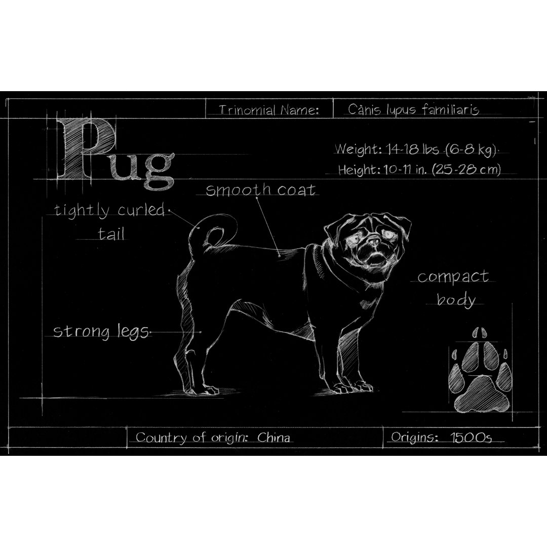 Leinwandbild Blueprint Pug von Ethan Harper