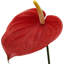 Anthurium rouge 29 po - paquet de 4, fausses fleurs pour arrangements de vases et décorations pour la maison