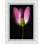 Tulip Study Framed Photographic Print