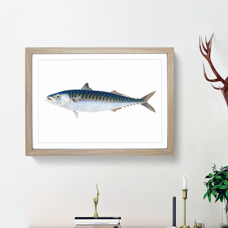 Mackerel Fish by Edward Donovan - Picture Frame Painting Print, 48cm H x 65cm W x 2cm D, Oak Framed