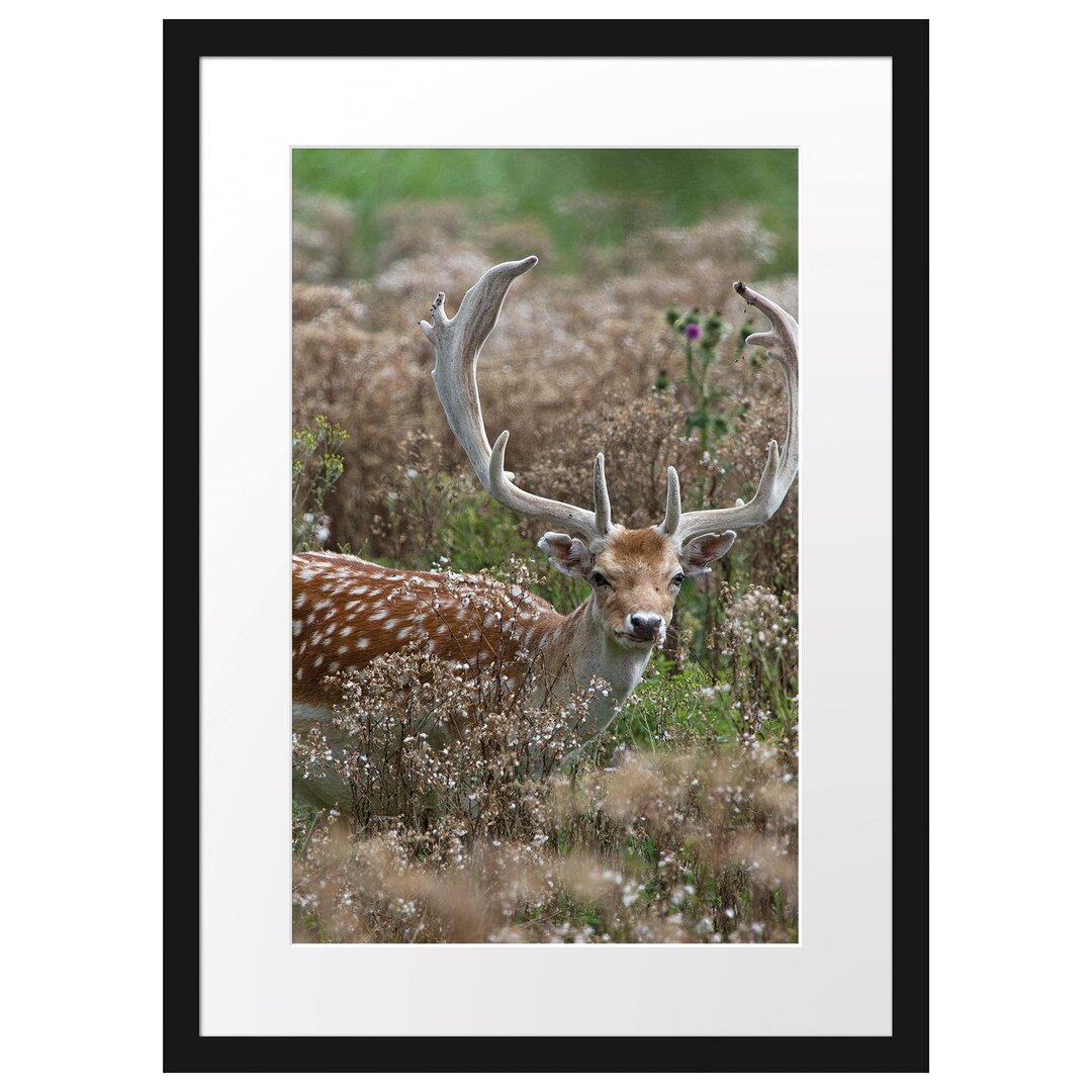 Prächtiger Axis-Hirsch in einer wilden Wiese Gerahmter Fotokunstdruck