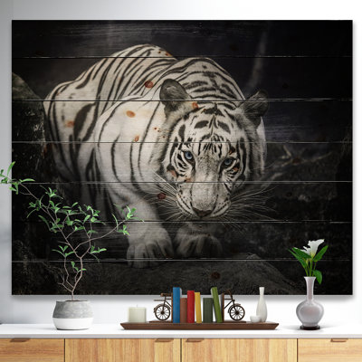 Tigre blanc animal - reproduction de photo