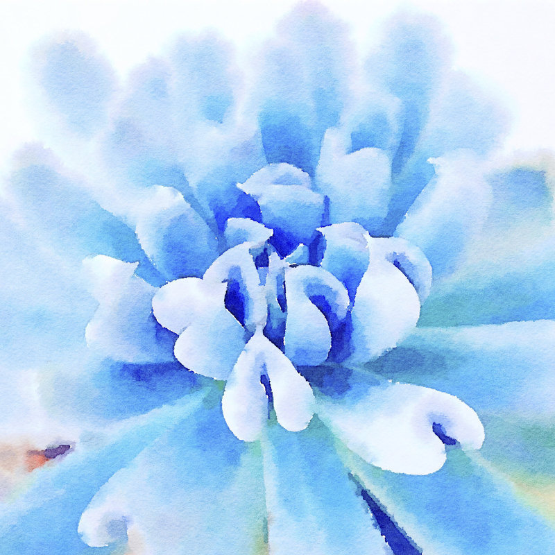 Succulente III by Vicki Gladle Bolick - Wrapped Canvas Painting, 51cm H x 51cm W