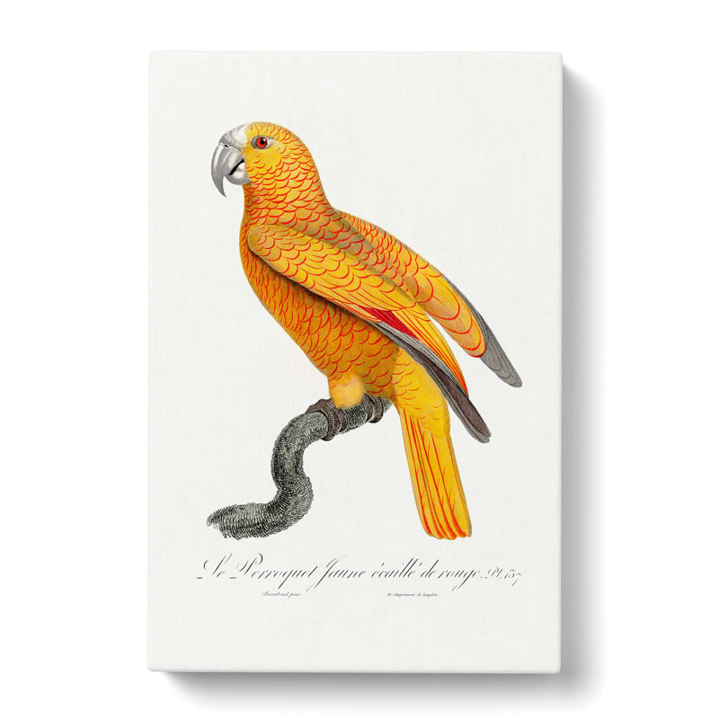 Parrot Of Paradise by F. Levaillant - Wrapped Canvas, 76cm H x 50cm W x 3cm D