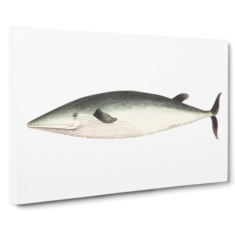 Rostrated Whale by George Shaw - Wrapped Canvas, 40cm H x 60cm W x 3cm D