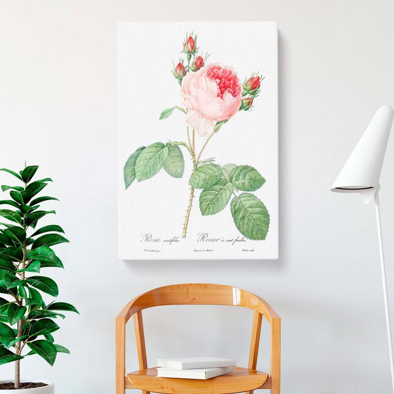 A Pink Cabbage Rose by Pierre-Joseph Redoute - Wrapped Canvas, 50cm H x 35cm W x 3cm D