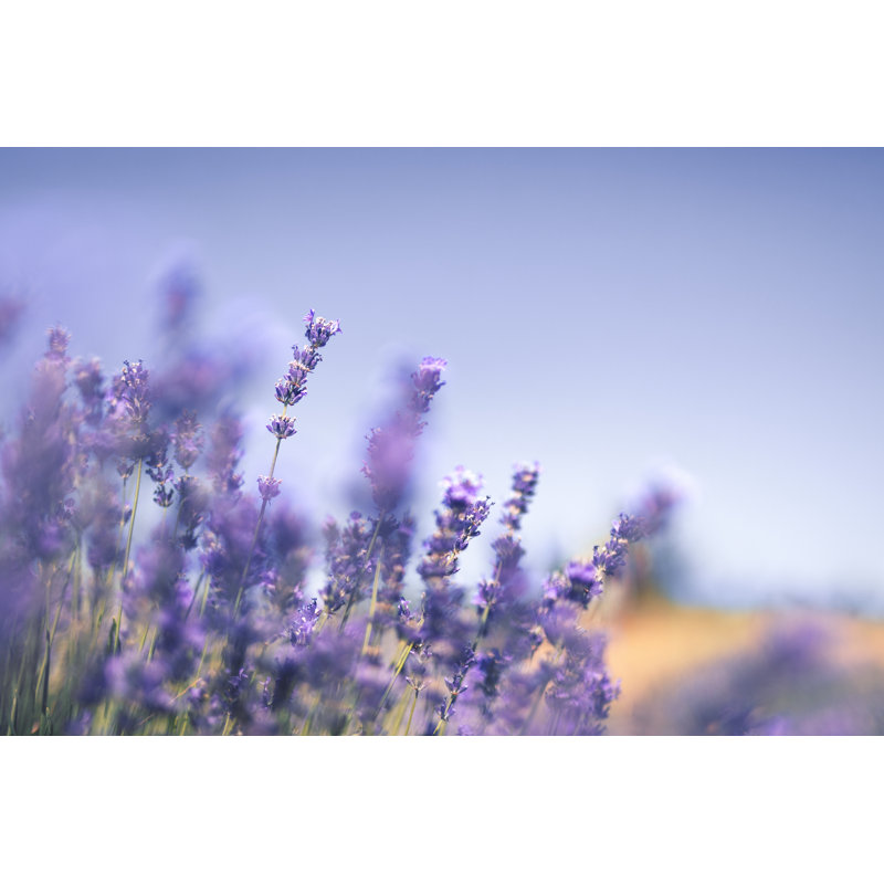Lavender Field In Summer by Borchee - Wrapped Canvas Print, 81cm H x 122cm W x 3.8cm D