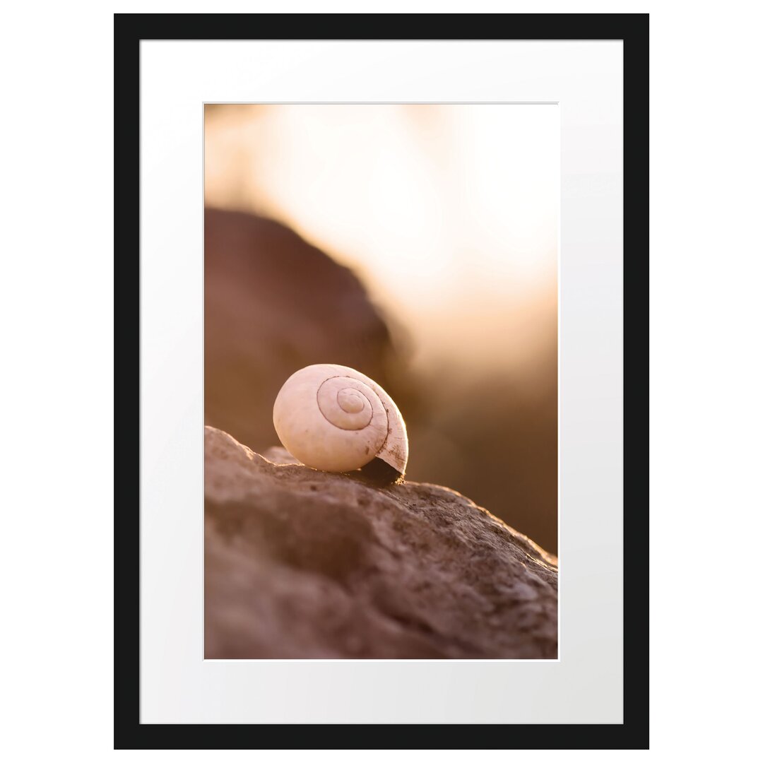 Gerahmtes Poster Kleine Schnecke auf Stein