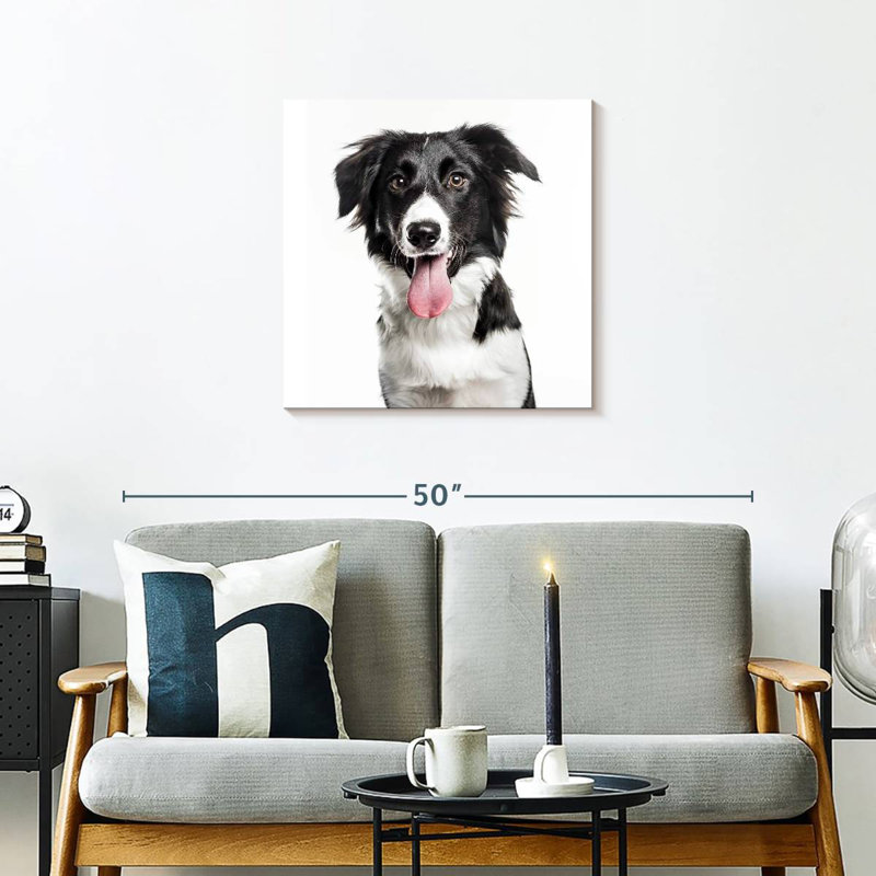 Border collie Brampt, H 24 po x l 24 po