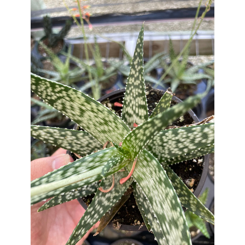 Florida House Plants White Aloe, Pink Blush, Rauhii Reynolds, Snowflake,  Flowering Blooming White Aloe, 4" | Wayfair