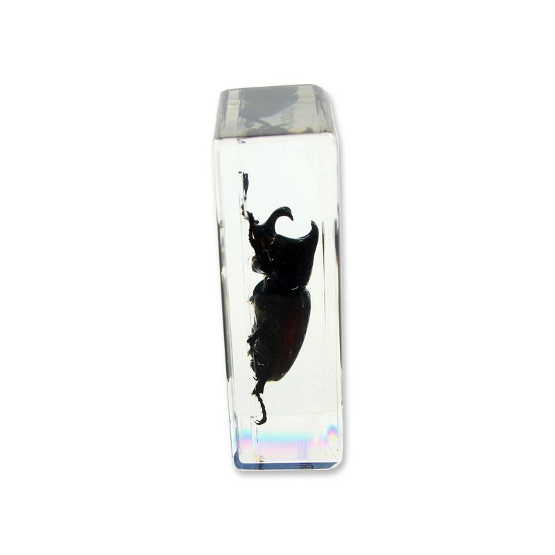 Presse-papiers coccinelle Rhinoceros Prokop
