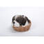 Statue chiot panier en osier Shih Tzu