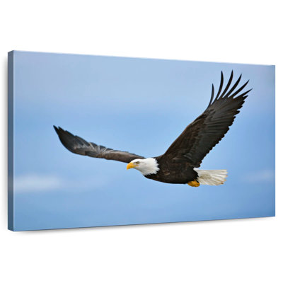 Brampt Gliding Bald Eagle