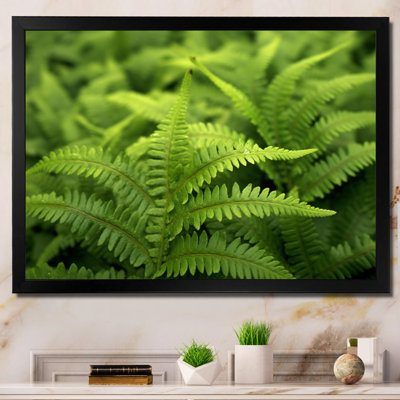 «Green Fern Scenery II», reproduction sur toile