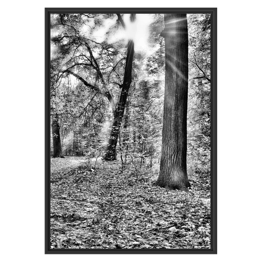 Gerahmtes Wandbild Sonnenstrahlen auf Waldlichtung