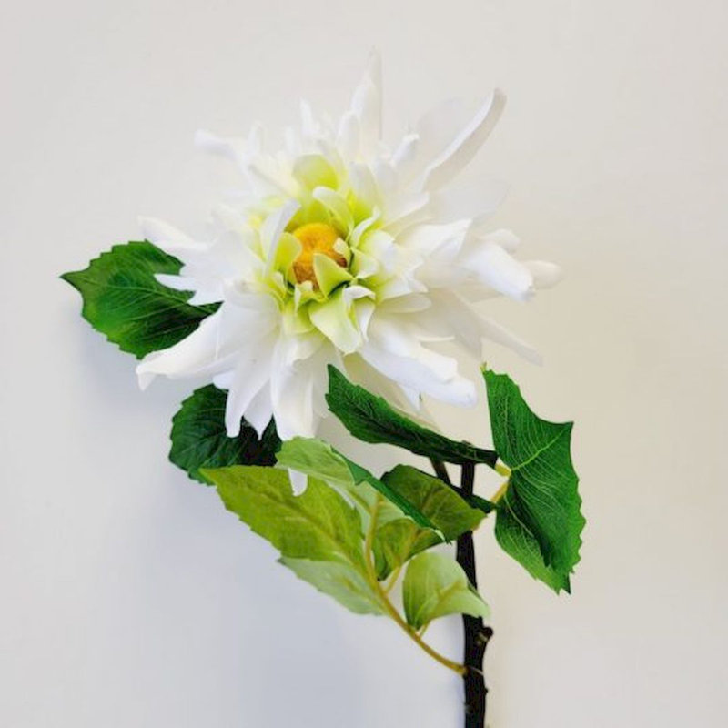 Tige de dahlia, Blanc