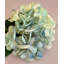 SPRAY D'HYDRANGEA-16670375