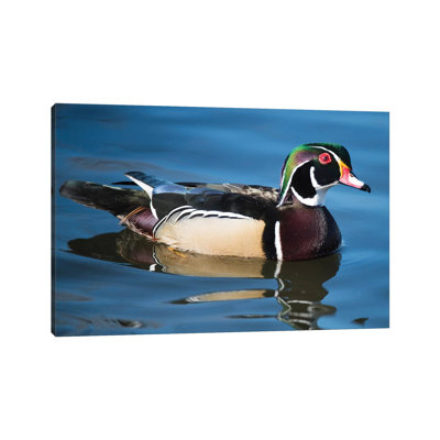 The Wood Duck Or Carolina Duck, A Species Of Perching Duck, Is One Of The Most Colorful by Richard Wright - Wrapped Canvas Photograph