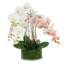 Orchid Arrangement in Glass Vase with Moss