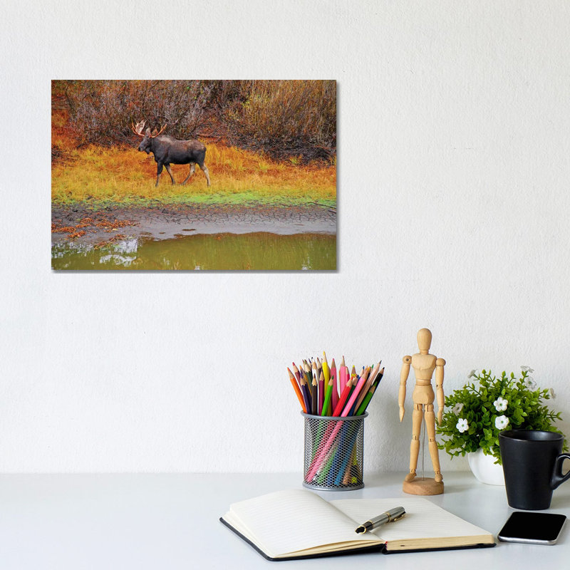 Bull Moose At Waters Edge by Brian Wolf - Wrapped Canvas Print