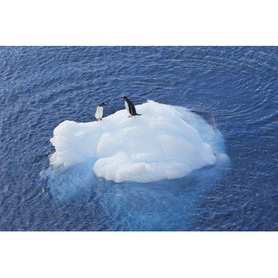 Antarctica Gentoo Penguin by Grafissimo - No Frame Art Prints on Canvas